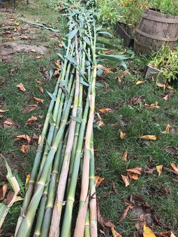 Predám BAMBUSOVÉ STONKY,TYČE - 5