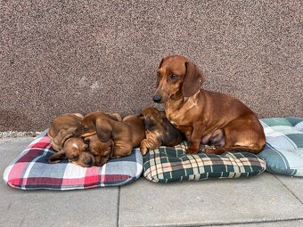 Jazvečík krátkosrstý - 5