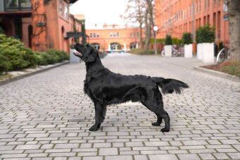 ŠTĚŇATA FLAT COATED RETRIEVER - CHS YnnaBBlack - 5
