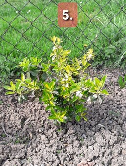 BRŠLEN (Euonymus)-rôzne druhy (E. Japonica...). - 5