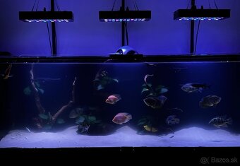 Akvarium /Terarium + svetla + stolík - 5