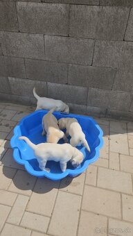 Labrador retriever - šteniatko s PP - 5