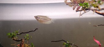 Diversa 112l vypuklé akvárium, Diversa budget stolík - 5