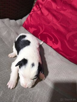 Borderská kolia - 5