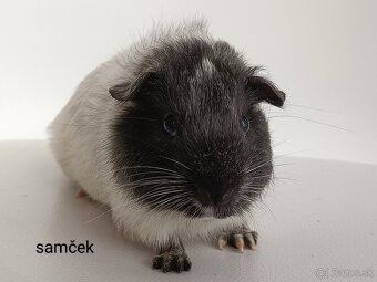 Morské prasiatka - 5