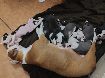 Americky stafford - 5