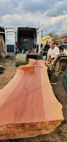 Platanove drevo. - 5