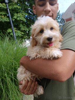 Standard Maltipoo - 5