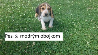 Šteniatka plemena Beagle, Bígl, Bígel - 5
