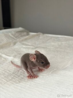 Predám mláďatá osmaka degu🐾 - 5