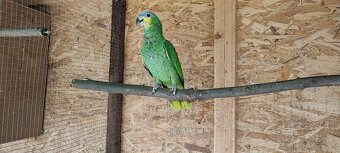 Amazonan Venezuelský - 5
