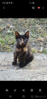 Darujem čierno- ryšavé mačiatko - 5