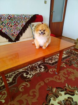 Pomeranian - 5