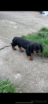 Dlhosrstu Jazvecik - 5