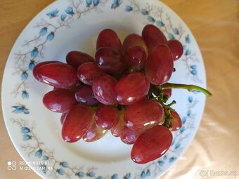 Sadenice vinica - 5