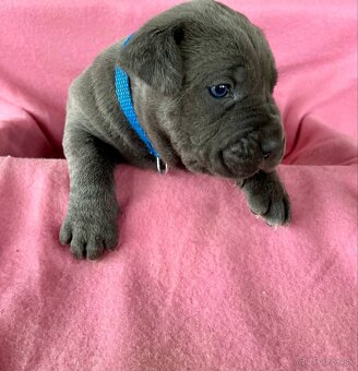 Cane corso šteniatka - 5