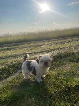 Shi-tzu - 5