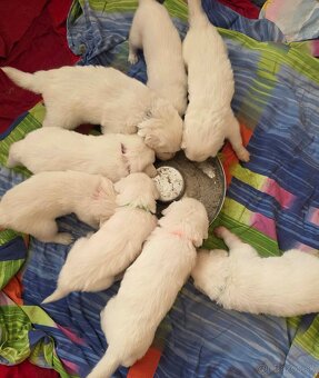 Slovenský čuvač s PP - 5