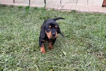 Slovenský kopov s PP - 5