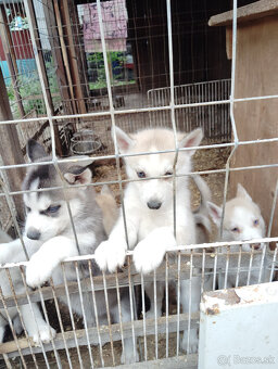 Strniatka Sibirsky Husky. - 5