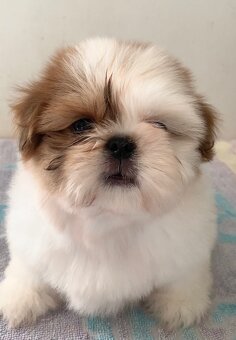 Krásne šteniatka Shih Tzu, FCI - 5