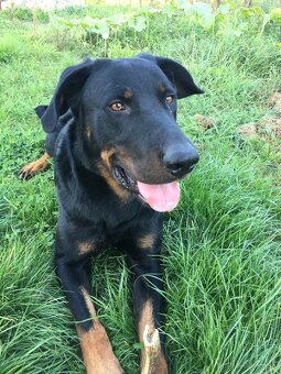Beauceron Archi - 5