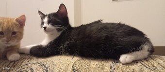 Darujem mačiatko  zadarmo. - 5