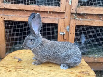 Predám samce BO - 5