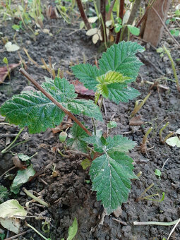 slachtene beztrnove velkoplode cernice - 5