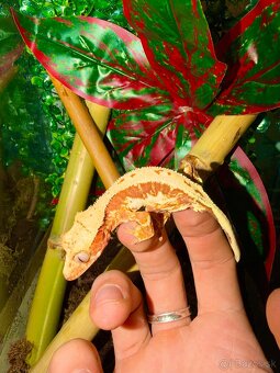 Terárium + Pagekon riasnatý - 5