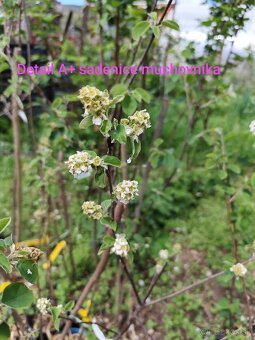 Muchovník - amelanchier - indianska čučoriedka - 5