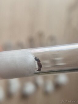 Pheidole Indica - Invazivný Druh - 5
