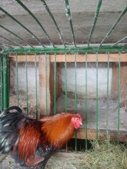 Predam Wyandotky - 5