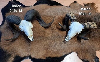 Trofeje, baran - 5