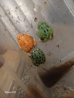 Rohatka cranwelova - 5