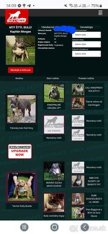 American bully-krytie - 5