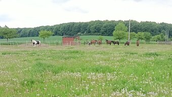 Ustajnenie - 5