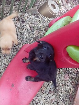 Predám šteniatka - 5