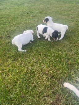 šteniatka Jack Russell teriér - 5