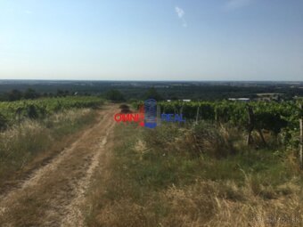 Obrábaný vinohrad Svätý Jur, smerom na Bratislavu, lokalita - 5