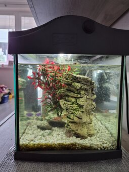 Predam akvarium Tetra - 5