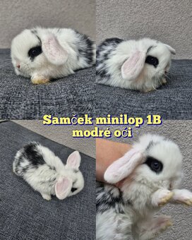 Minilop, zakrsly baranček , zakrsly kralik, zajko - 5