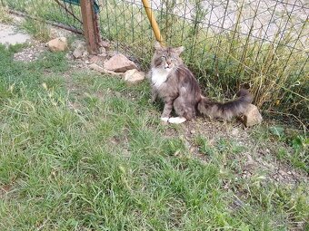 Mainska myvalia (maine coon) - 5