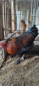 Marans - 5