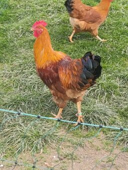 Predám kohúta Hempšir - 5