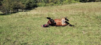 Predám/ vymením 10r kobylu na rekreaciu - 5