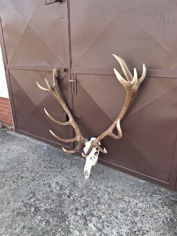 Trofej, parožie, zhody - 5