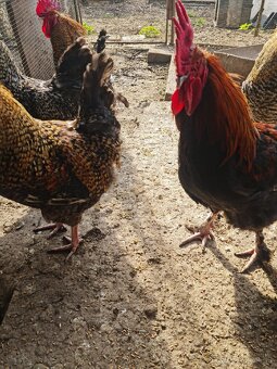 Predám kohútov - 5