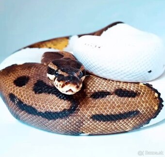 PYTHON REGIUS SAMICE VHODNÉ DO CHOVU ALEBO NA MILÁČIKA - 5