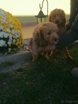 Predam stenata pudel maly - 5